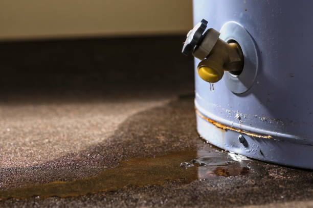 Best Mold removal after water damage  in Hialeah Gardens, FL