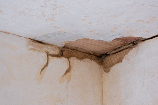 Best Carpet water damage restoration  in Hialeah Gardens, FL